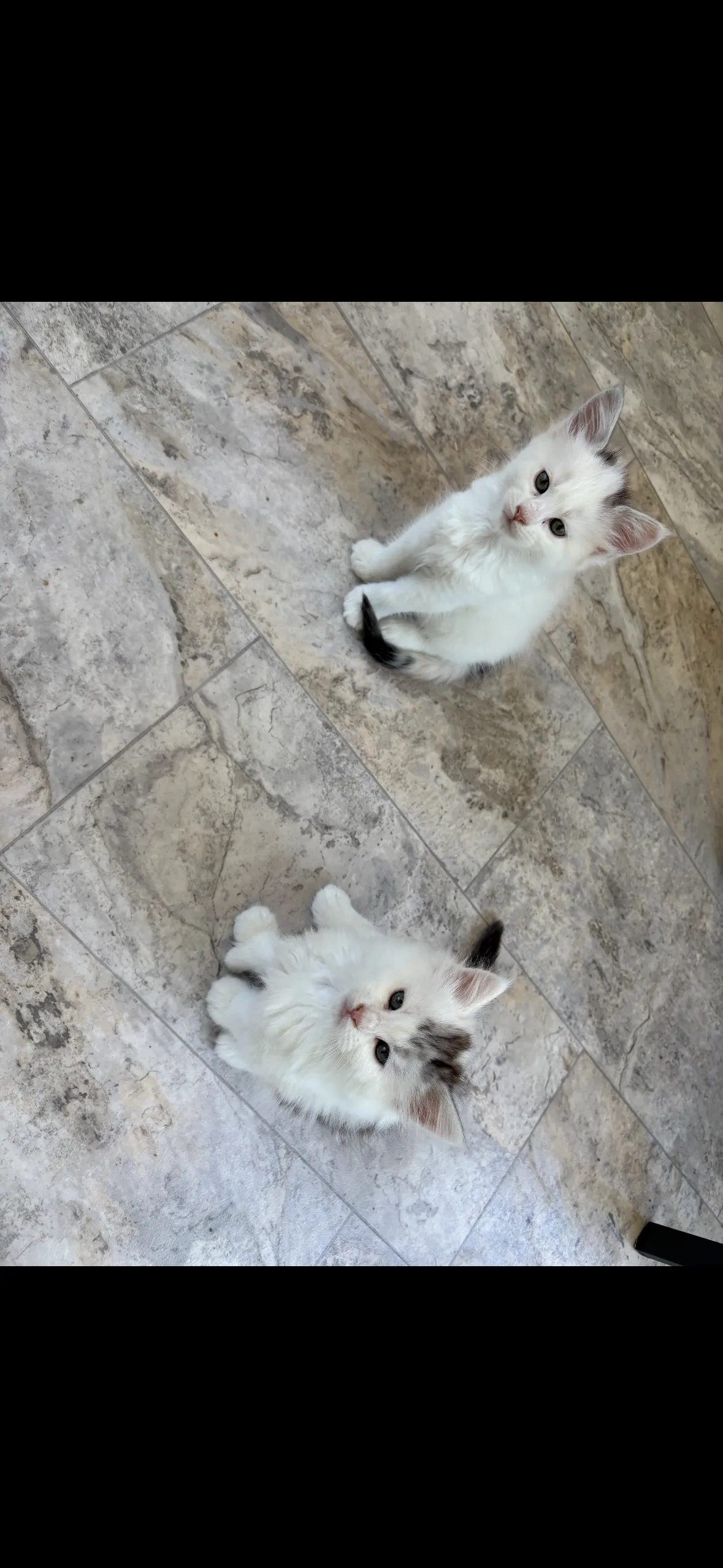 Banner's Spring Litter - April and May - VA Coon Kittens