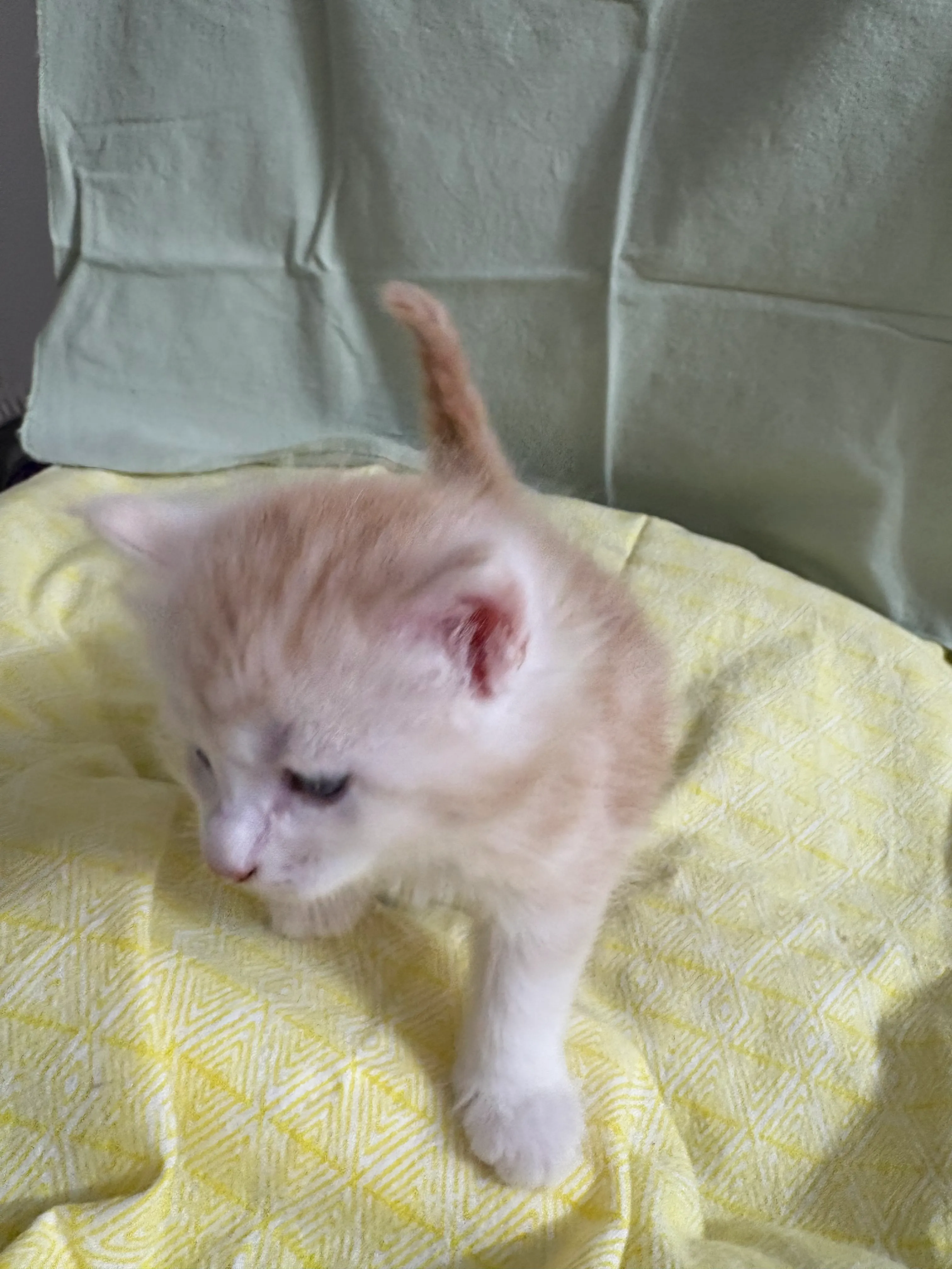 Delight's Happy Easter Litter - VA Coon Kittens