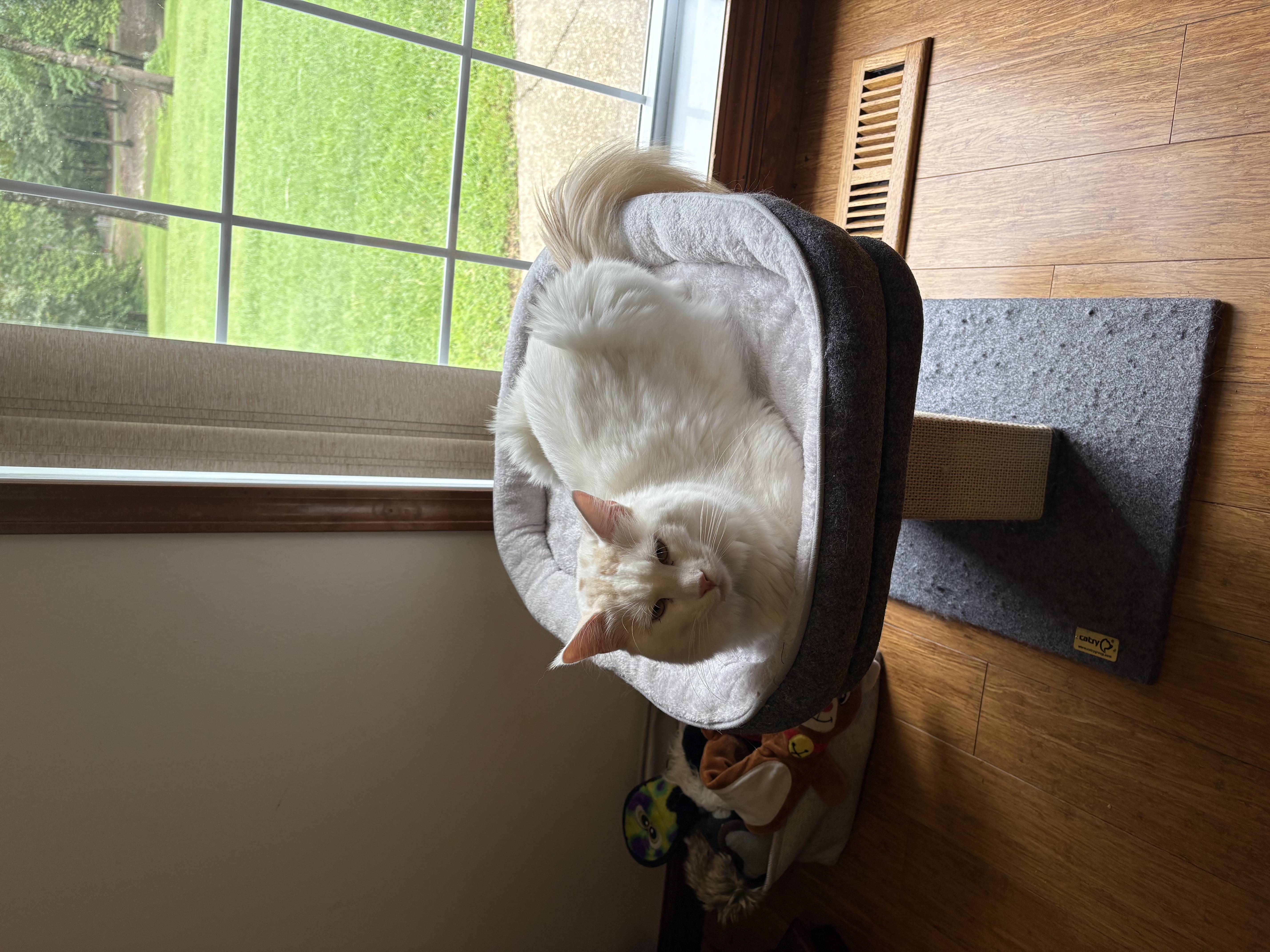 Maine Coon King Casanova