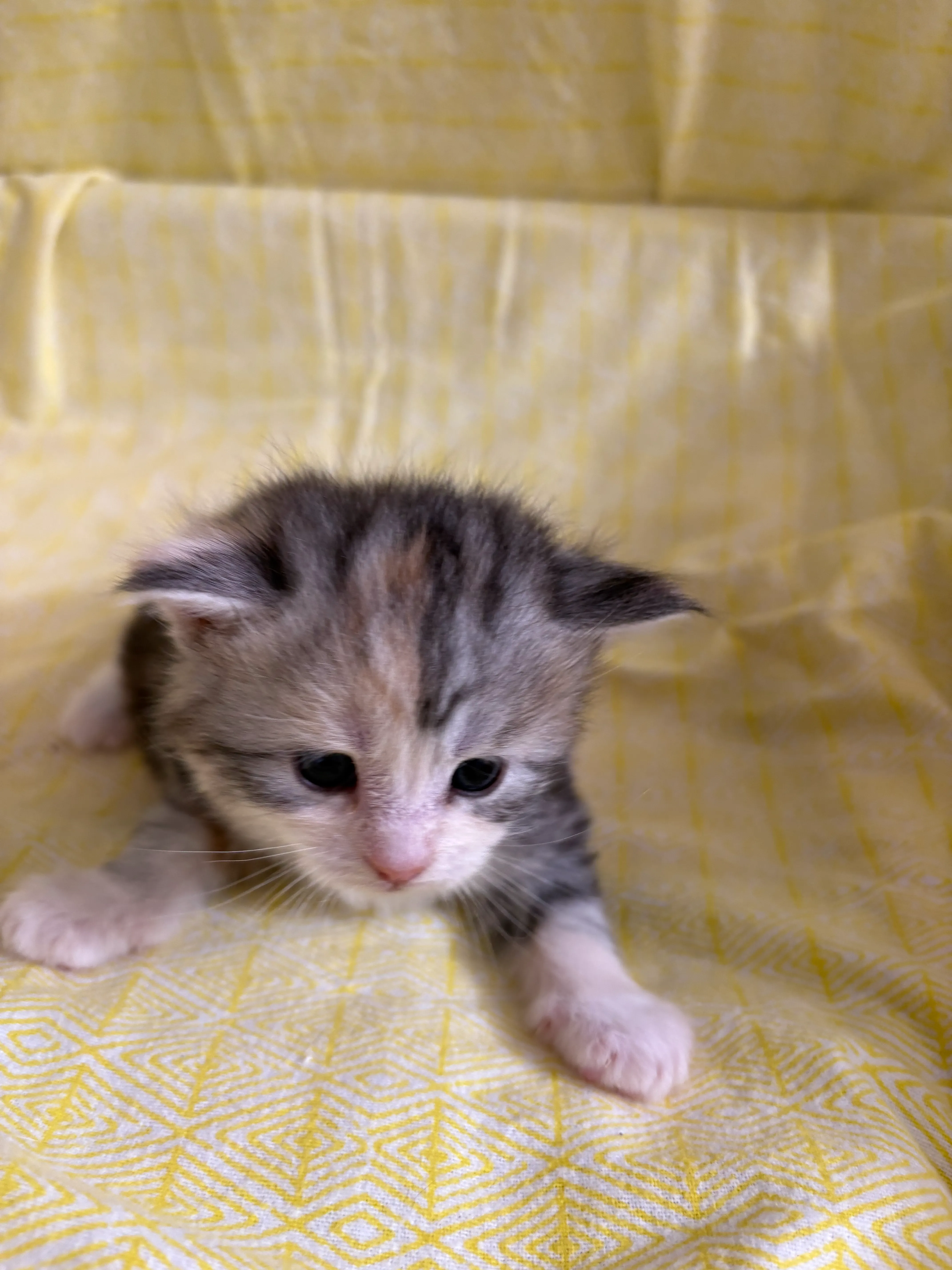 Declare's Tribute to Truckers Litter - VA Coon Kittens
