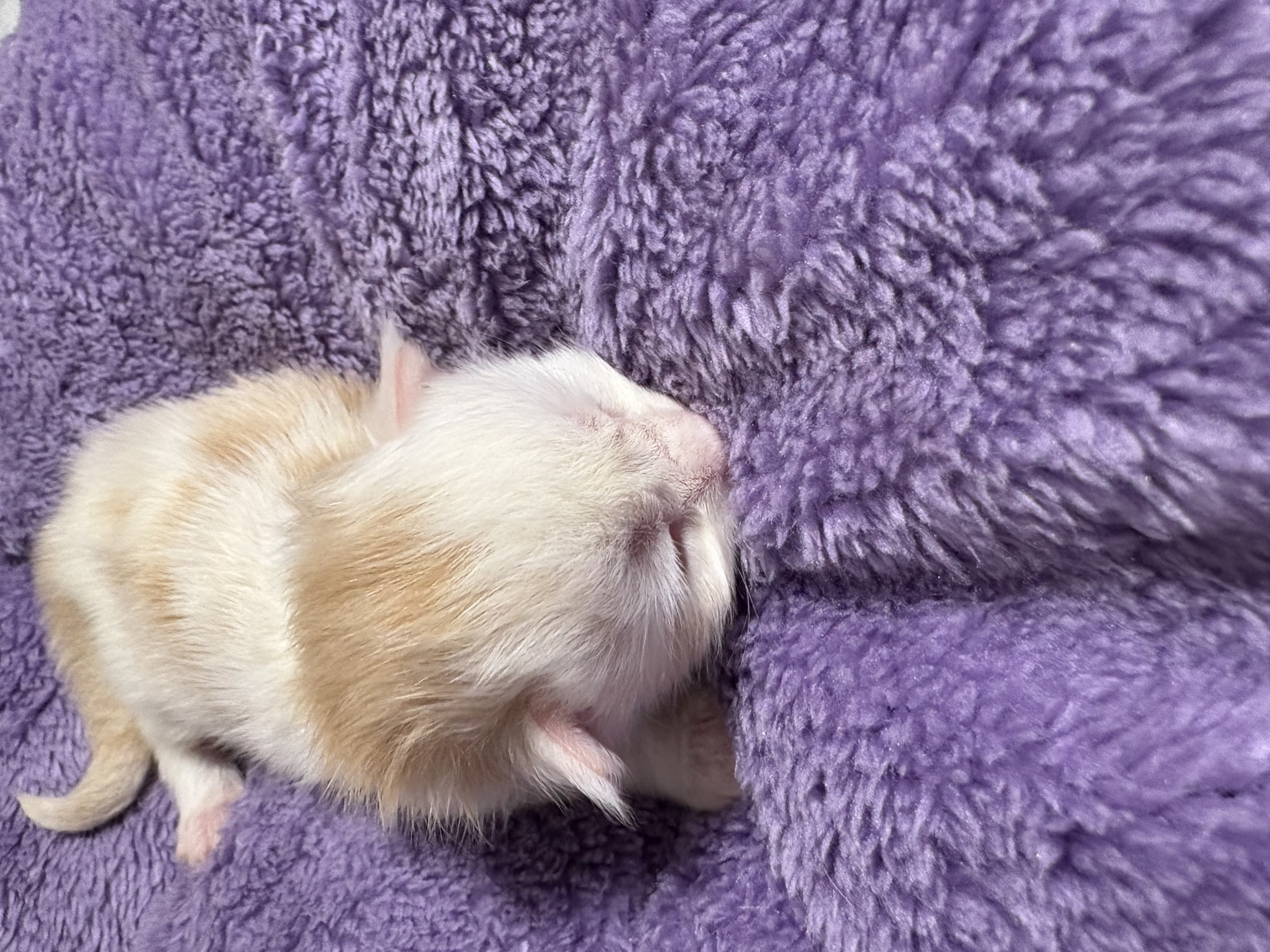 Delight's Kittens - VA Coon Kittens