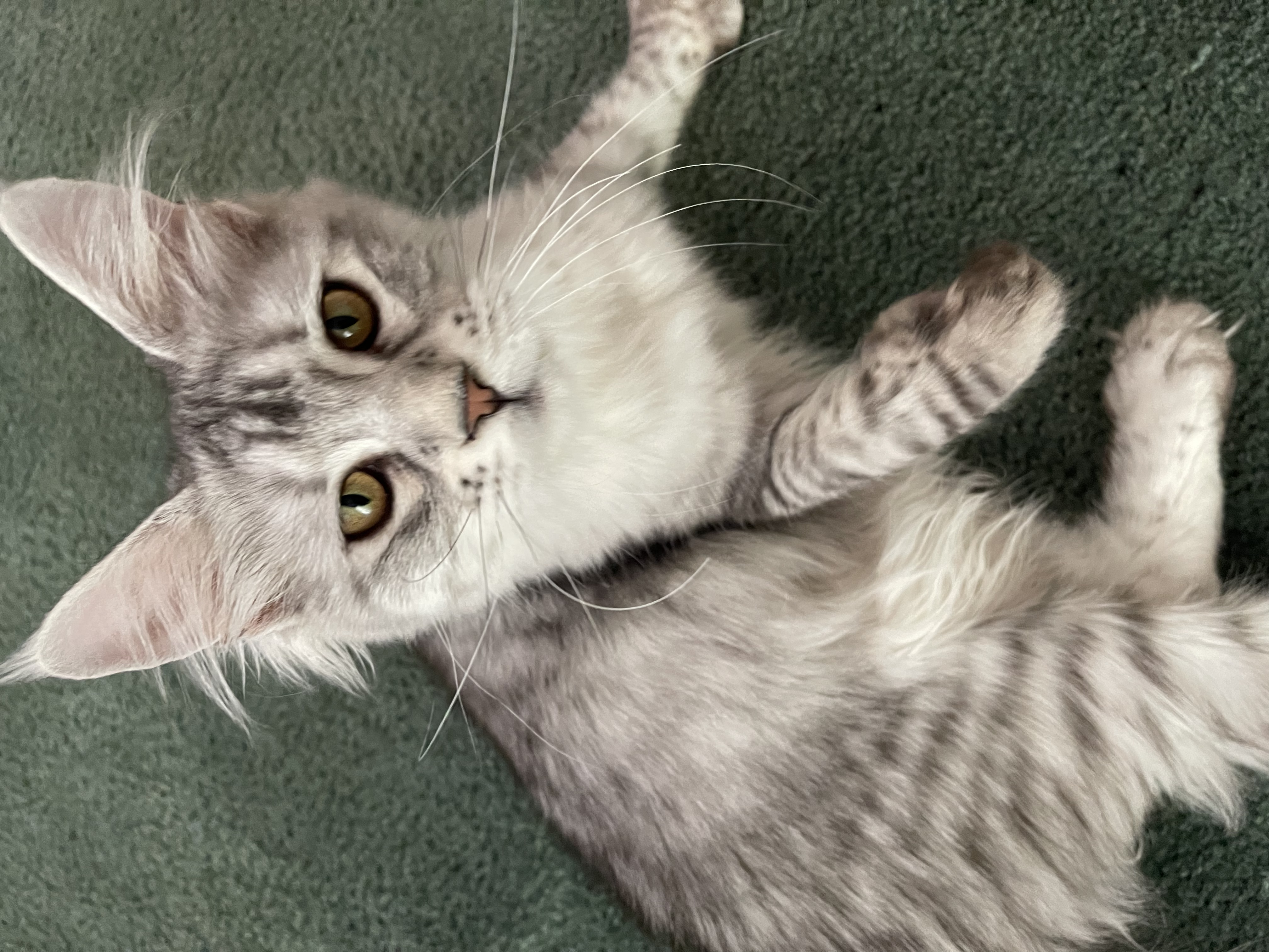 Cute cat