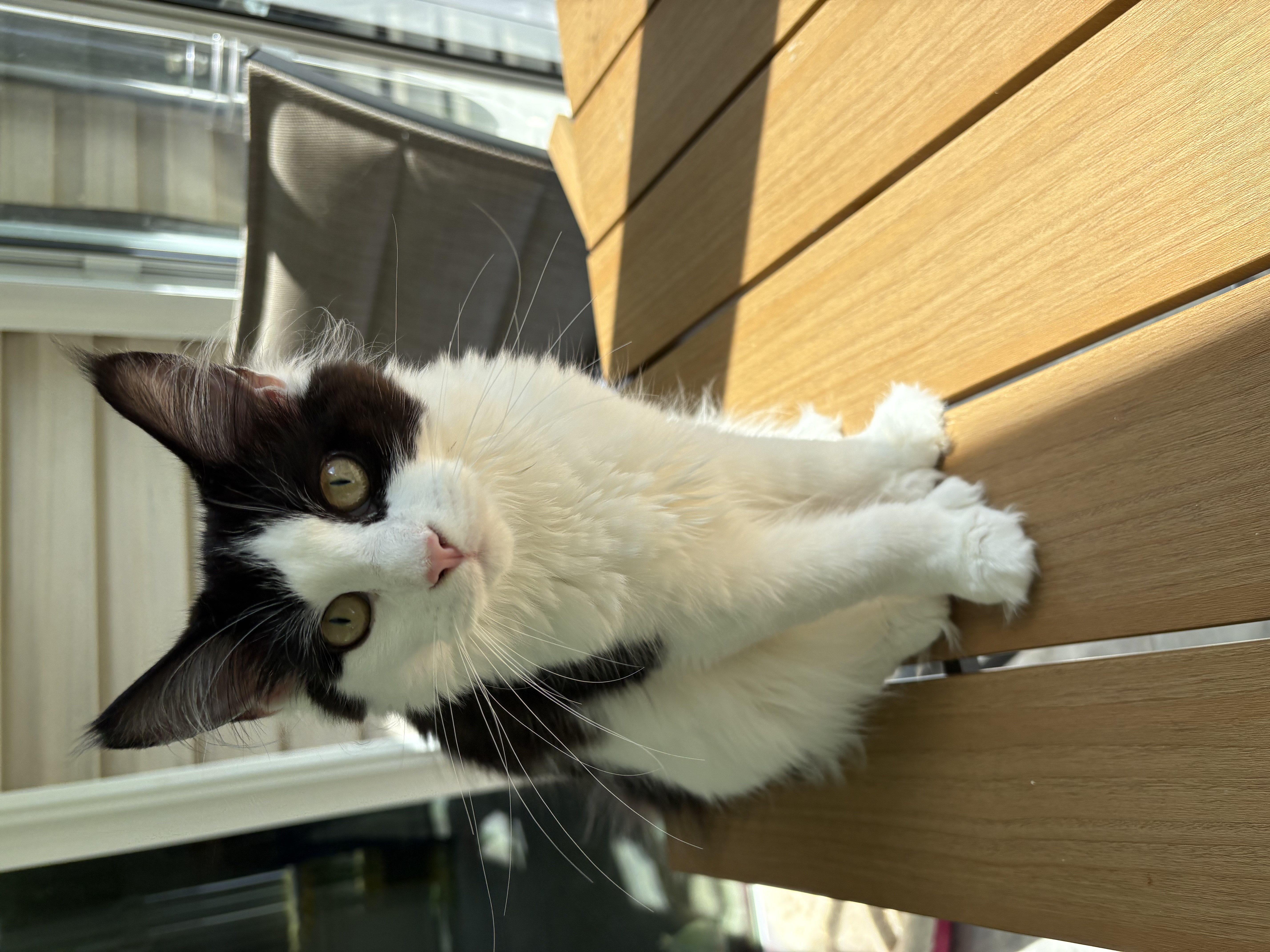 Maine Coon Queen Joy